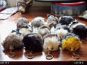 LOT OF 12 FURRY PET SQUEAKY KEYCHAINS 