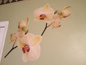 2 x Orchid Flowers - Wall Decal - Deco Art Sticker