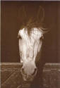 POSTCARD HORSE HEAD NMH REAL PHOTO