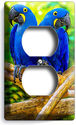 HYACINTH TROPICAL BLUE MACAW LOVE BIRDS PARROTS OU