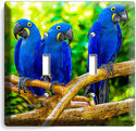 HYACINTH TROPICAL BLUE MACAW LOVE BIRDS PARROTS DO