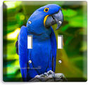 HYACINTH TROPICAL BLUE MACAW BIRD PARROT DOUBLE LI