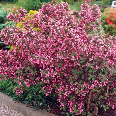 Buy Trees and Shrubs Online For Less : Weigela Shrub, Pink Princess