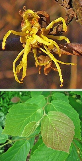 Buy Trees, Shrubs and Hemp Products Online For Less : Witch Hazel Shrub
