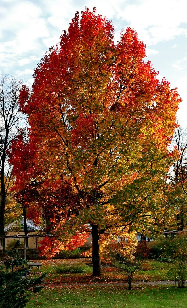 Buy Trees and Shrubs Online For Less American Sweet Gum Tree (2 Pack)