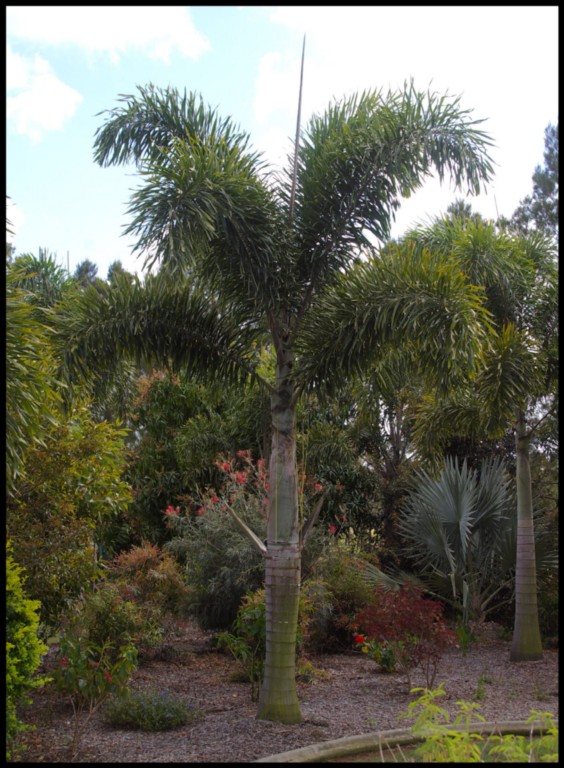exoticgreen Foxtail Palm ' Wodyetia bifurcata' Fresh
