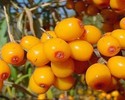 Sea buckthorn Oil is a Gift of Creatore w/ Loads o