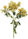 St.John's Wort Herb C /S Wildcrafted - 4oz  Injure