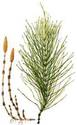 4 oz Shavegrass/Horsetail -Building Beauty / Insid