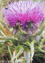  4oz Organic Milk Thistle Seed Powder Normalizes L