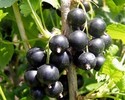 50gr Black Currant Leaves-Incredible Immune Booste