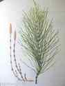 Shavegrass/Horsetail -Building Beauty / Inside Out