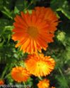 4oz Calendula/Marigold Flowers Whole -Juvenile Acn