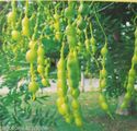 Sophora Japonica  50 gr. Софора Японск