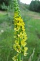 4oz Agrimony Herb Agrimonia Eupatoria C/S Wildcraf