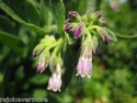 Comfrey Root Crown/cuttings --Grow your own-  Most