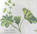 4oz Lady's Mantle Herb-Strengthens Fetus & Uterus,