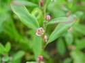 50 gr KnotGrass Herb Prevents Formation of Urinary