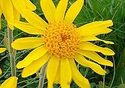 1 oz  Arnica Flowers/herb a Must for ALL Bruses & 