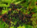 1lb Elder Berries Whole Wildcrafted-Sambucus nigra