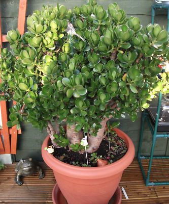 bears555 : 4 X MONEY PLANT'S LUCKY 4 WEALTH JADE PLANT/FENG SHUI