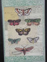 Unique Butterfly Print in Black Frame