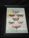 Unique Butterfly Print in Black Frame