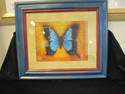 Bright Framed Butterfly Print 