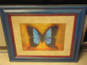 Bright Framed Butterfly Print 