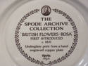 SPODE PLATE ARCHIVE COLLECTION "BRITISH FLOWERS - 