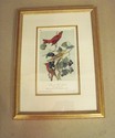 JJ AUDUBON Original Antique 1871 Print SUMMER RED 