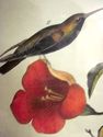 JJ AUDUBON Original Antique 1871 Print MANGO HUMMI