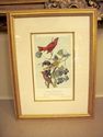 JJ AUDUBON Original Antique 1871 Print SUMMER RED 