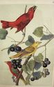 JJ AUDUBON Original Antique 1871 Print SUMMER RED 