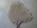 Click here to view item details