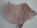 Click here to view item details