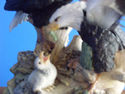 Lighted American Eagles statue