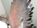 Lighted American Eagle feeding baby statue