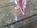  Murano Icet Hecho En Venezulia Art Glass Bird wit