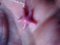 TIFFANY & Co. Peretti Rhodonite Starfish Pendant S