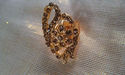 Indian Brown Gold Stone Bridal Zarqonia Ring Cover