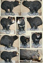 HUGE BLACK BEAR DECORATIVE HANDPAINTED COLLECTABLE