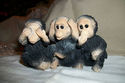 MONKEYS HEAR NO SEE NO SPEAK NO EVIL COLLECTABLE &