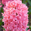 Hyacinth Pillar 