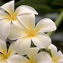 Plumeria  Pillar 