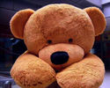 To add this item in your Shopping Cart drag and drop this picture there