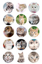 Cats Bottle Cap 1" Circle Digital Image Sheet