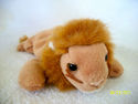 TY Roary the Lion & Doogie Beanie Babies Retired P