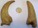 RAPTOR CLAW T-REX TOOTH MUSEUM QUALITY REPLICA w/S