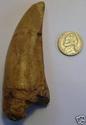 T-REX TOOTH REPLICA WITH SOLID OAK & BRASS STAND  